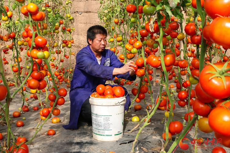 【三年决战奔小康】甘肃省农产品产地初加工为脱贫攻坚提供新动能
